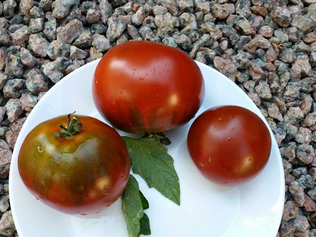 Grusha Chornaja - Black Pear